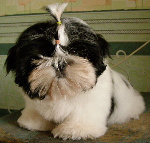 ��-��� �����